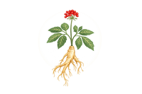 Panax Ginseng