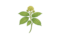 Kratom