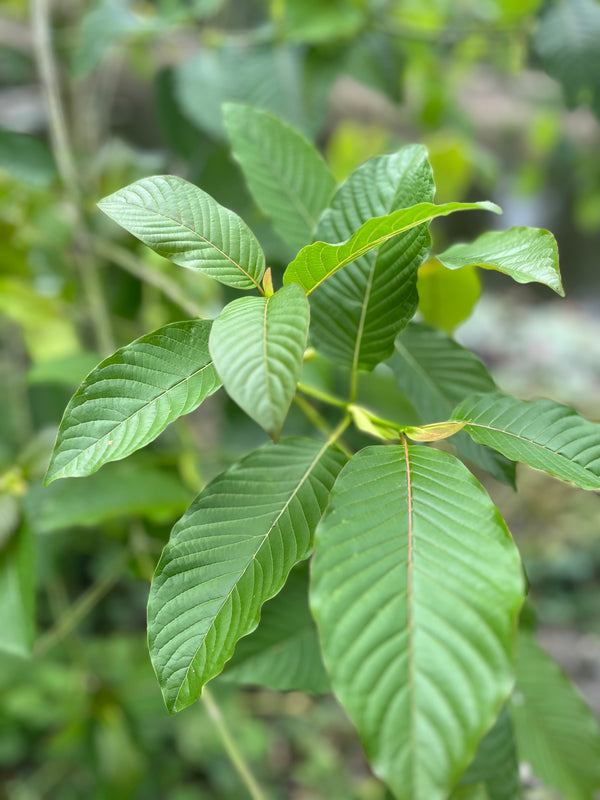 Mitragynine Speciosa (Kratom)