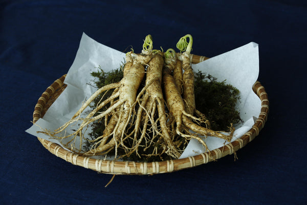 Natural Panax Ginseng Root